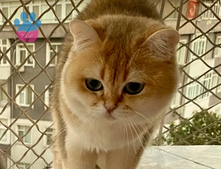 Golden yakışıklıya dişi arıyoruz