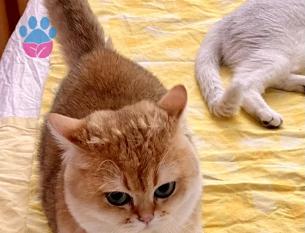 Golden yakışıklıya dişi arıyoruz