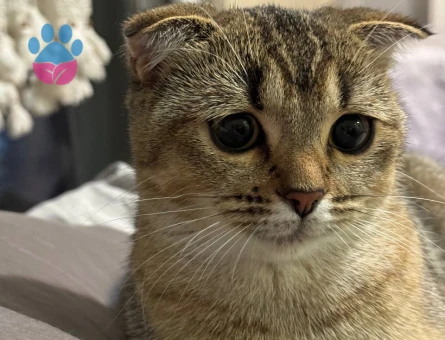 Scottish Fold dişi kedimiz için Scottish Straight erkek arıyoruz
