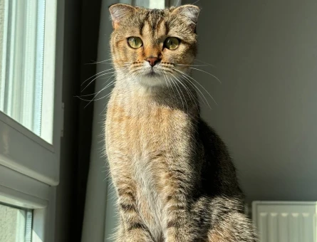 Scottish Fold dişi kedimiz için Scottish Straight erkek arıyoruz - 118979412