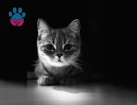 Kızımıza eş ariyoruz