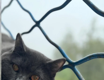 British Shorthair - 118979416