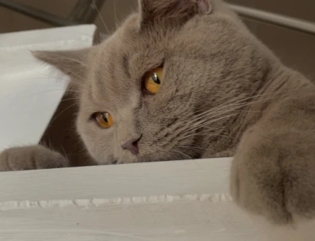 1 yaşında erkek british kedi aşıları tam - 118979420