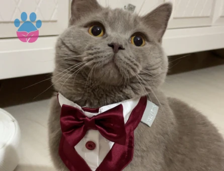 1 yaşında erkek british kedi aşıları tam