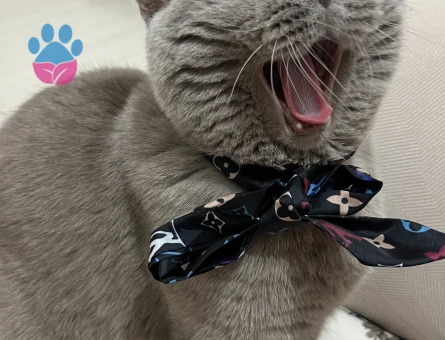 1 yaşında erkek british kedi aşıları tam