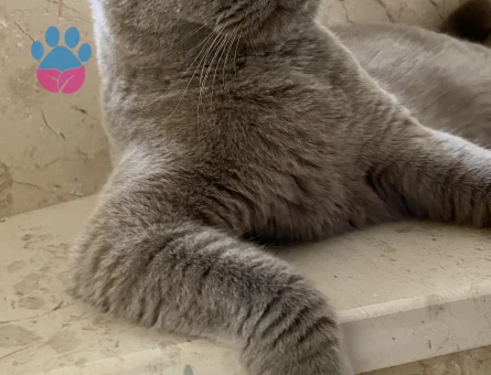 1 yaşında erkek british kedi aşıları tam