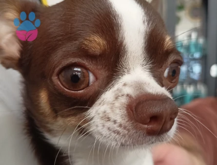 Acil Chivava için eş