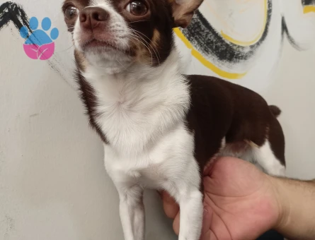 Acil Chivava için eş