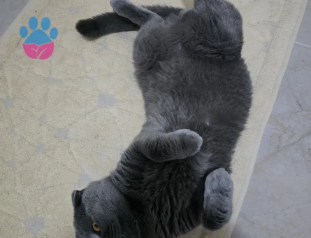 British Shorthair 1 Yaşında Kedime Eş Arıyorum