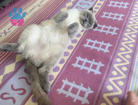 Dişi kedime eş arıyorum