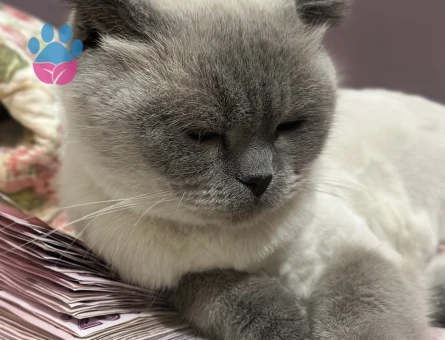 Dişi kedime eş arıyorum