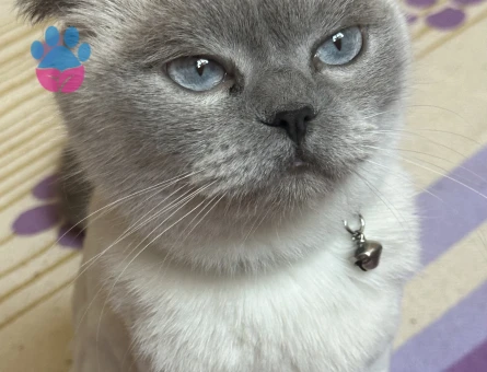 Dişi kedime eş arıyorum