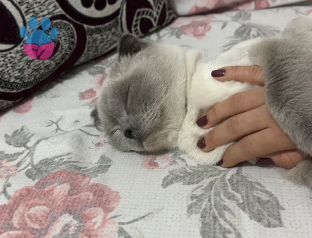 Dişi kedime eş arıyorum