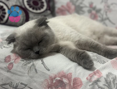 Dişi kedime eş arıyorum