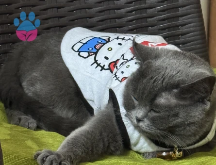 Britsh shorthair dişi kedi