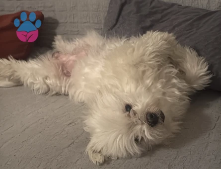 maltese terrier oğluma eş ariyorum - 118984946