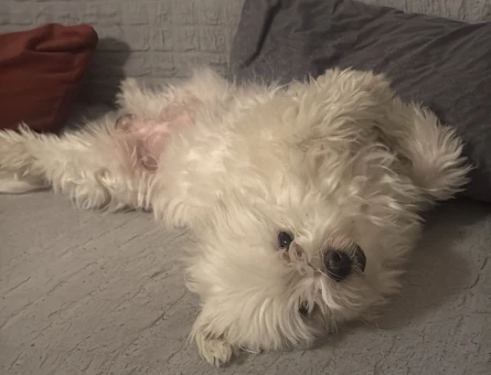 maltese terrier oğluma eş ariyorum - 118984946