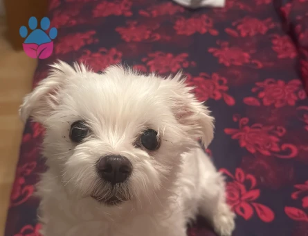 maltese terrier oğluma eş ariyorum - Görsel 3