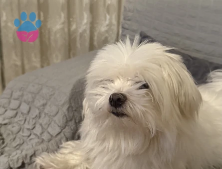 maltese terrier oğluma eş ariyorum - Görsel 4