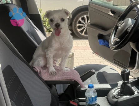 maltese terrier oğluma eş ariyorum - Görsel 5