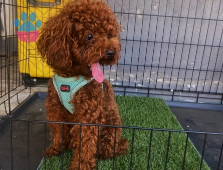 Toy Poodle Kore 1 Yaşında Eş Arıyor - 118984947