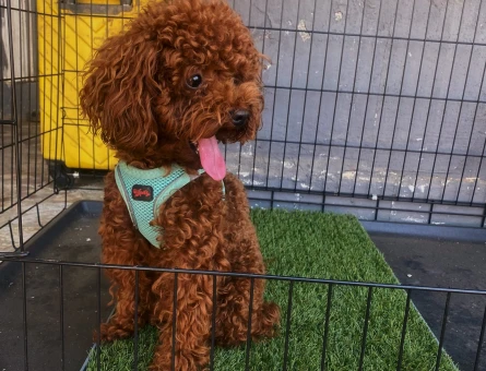 Toy Poodle Kore 1 Yaşında Eş Arıyor - 118984947