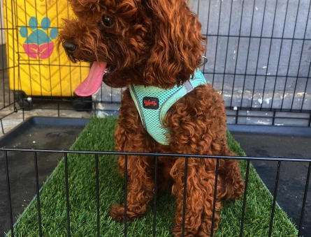 Toy Poodle Kore 1 Yaşında Eş Arıyor - Görsel 3