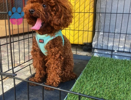 Toy Poodle Kore 1 Yaşında Eş Arıyor - Görsel 4