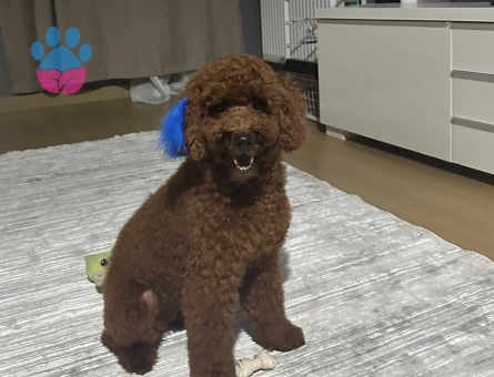 Kore Toy Poodle Oğluma Eş Arıyorum - 118984948