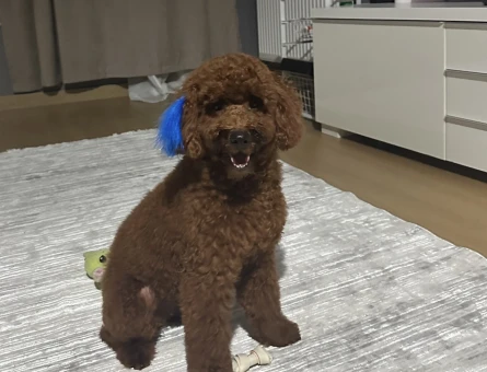 Kore Toy Poodle Oğluma Eş Arıyorum - 118984948