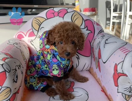 Kore Toy Poodle Oğluma Eş Arıyorum - Görsel 3