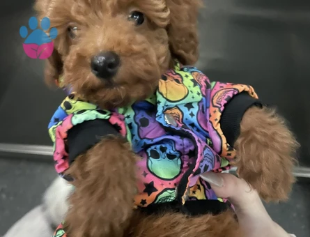 Kore Toy Poodle Oğluma Eş Arıyorum - Görsel 4