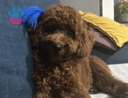 Kore Toy Poodle Oğluma Eş Arıyorum - Görsel 5