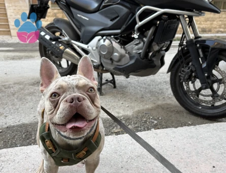 French Bulldoğ 1 Yaşında Gelin Arıyoruz - Görsel 3