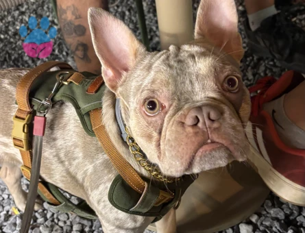 French Bulldoğ 1 Yaşında Gelin Arıyoruz - 118984949