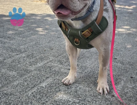 French Bulldoğ 1 Yaşında Gelin Arıyoruz - Görsel 4