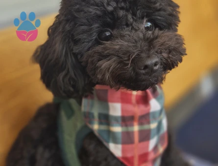 1 Yaşında Toy poodle Erkek Kızgınlıkta - 118984950