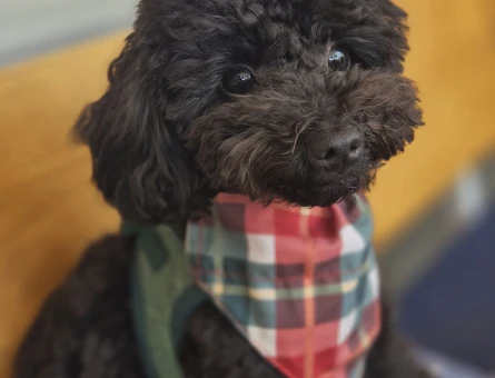 1 Yaşında Toy poodle Erkek Kızgınlıkta - 118984950