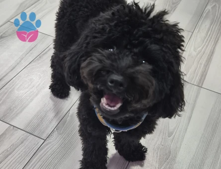 1 Yaşında Toy poodle Erkek Kızgınlıkta - Görsel 3