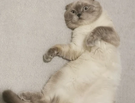 Scottish Fold 1 Yaşında Eş Arıyor - 118971801