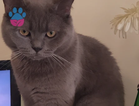 Oğluma güzel bir kız bakıyorum