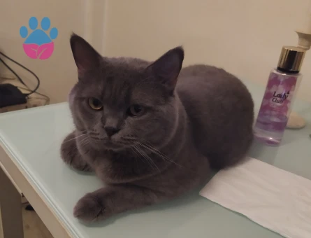 Oğluma güzel bir kız bakıyorum