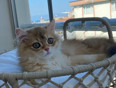 British longhair cins kedime eş arıyorum - 118979850
