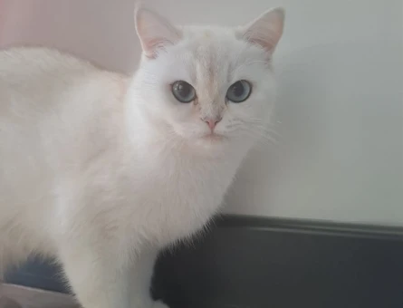 British Longhair Kızımıza eş arıyoruz - 118979851