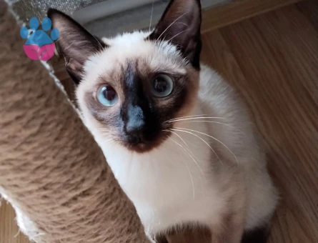 Dişi Siyam Kedimize Eş Arıyoruz