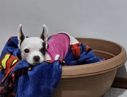 3 Yaşındaki Chihuahua kızıma eş arıyorum - 118979853