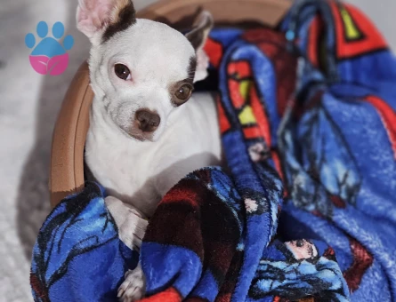 3 Yaşındaki Chihuahua kızıma eş arıyorum