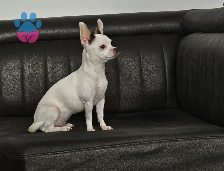 3 Yaşındaki Chihuahua kızıma eş arıyorum