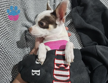 3 Yaşındaki Chihuahua kızıma eş arıyorum