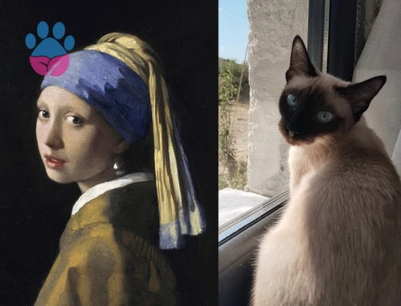 Dişi Siyam Kedimize Eş Arıyoruz